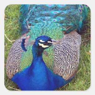 Farbige Aufkleber für Pfau