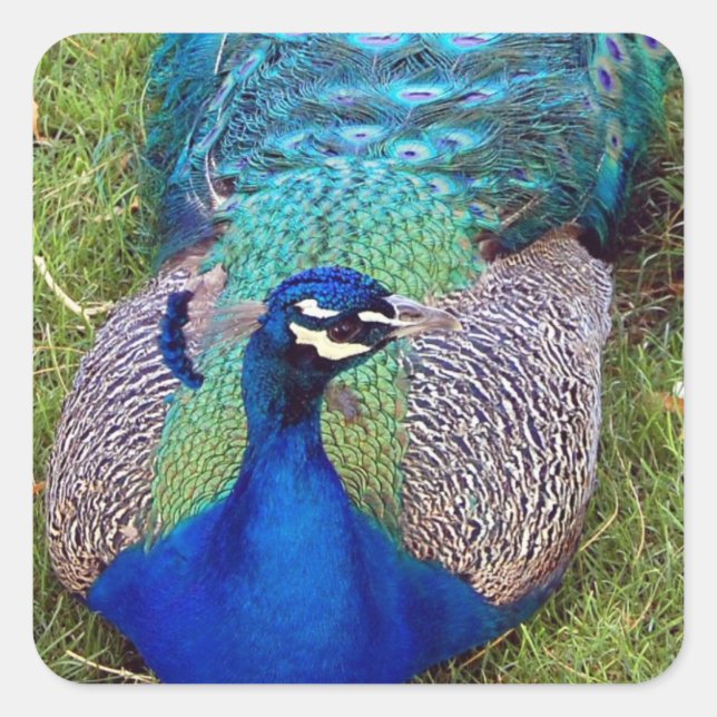 Farbige Aufkleber für Pfau (Vorderseite)