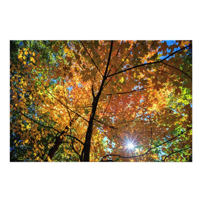 Farbige Aussicht auf den Zentralpark im Herbst Fot Fotodruck (Vorne)