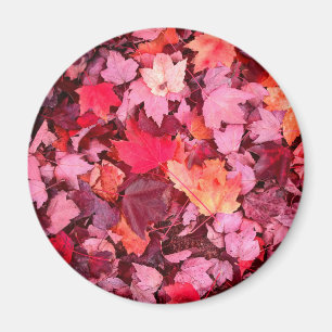 Farbige Blätter des Herbstes Magnet