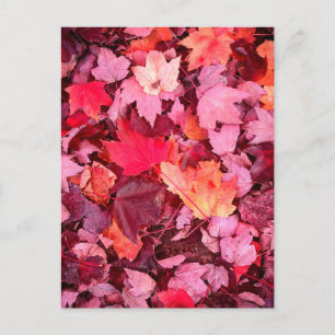 Farbige Blätter des Herbstes Postkarte