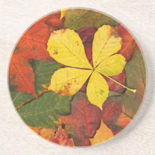 Farbige Blätter des Herbstes Untersetzer