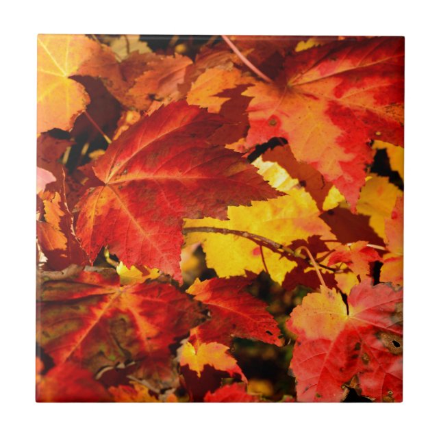 Farbige Blätter im Herbst, goldfarbenes orangefarb Fliese (Vorderseite)