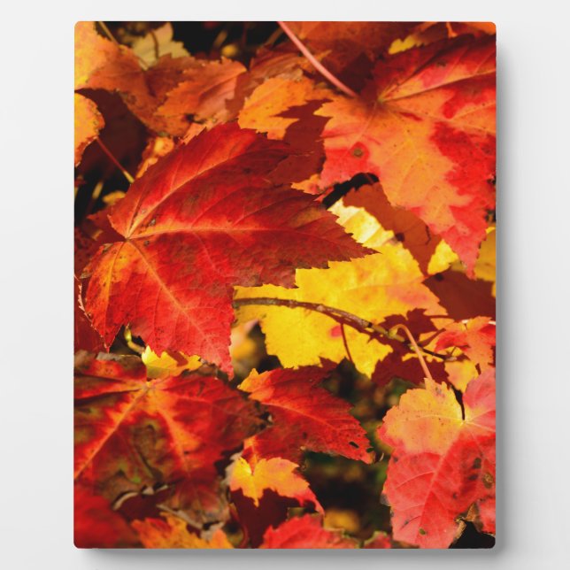 Farbige Blätter im Herbst, goldfarbenes orangefarb Fotoplatte (Vorderseite)