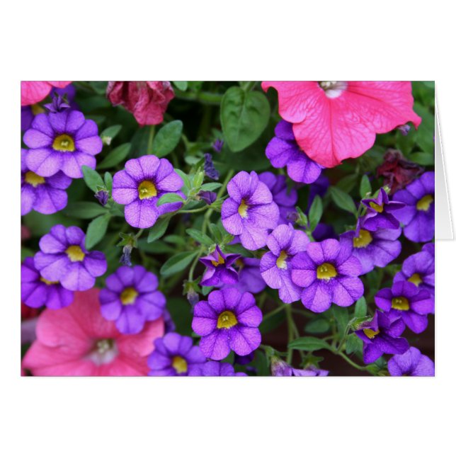 [Farbige Blume] Lila Kalibrachoa-Karte (Vorderseite (Horizontal))