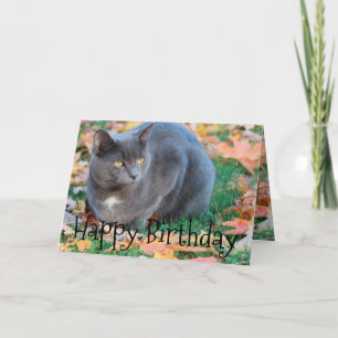 Farbige Cat Card Karte
