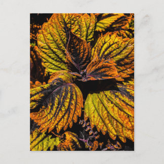 Farbige Coleus-Blätter Gelb Grün und Purpur Postkarte