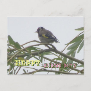Farbige Distelfink-Geburtstagspostkarte Postkarte