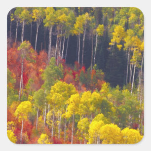 Farbige Espen im Logan Canyon Utah in der Quadratischer Aufkleber