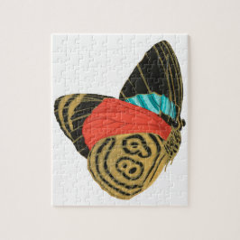 Farbige exotische Schmetterlinge Schmetterling