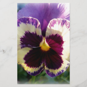 farbige Feder Pansy