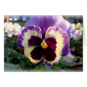 farbige Feder Pansy