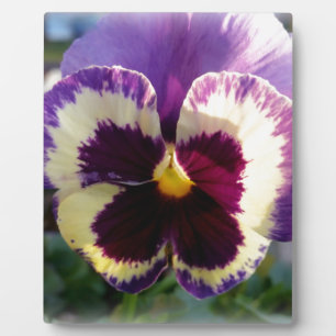 farbige Feder Pansy Fotoplatte