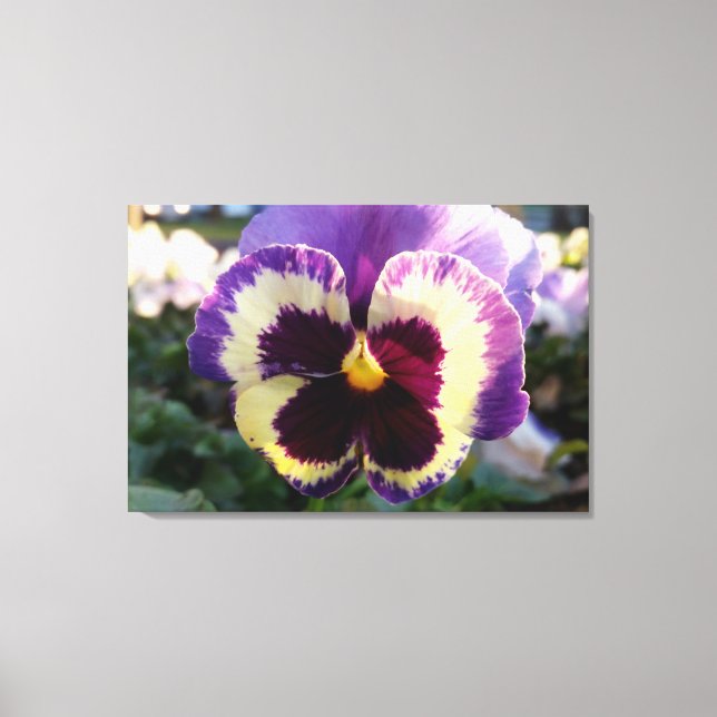 farbige Feder Pansy Leinwanddruck (Vorderseite)