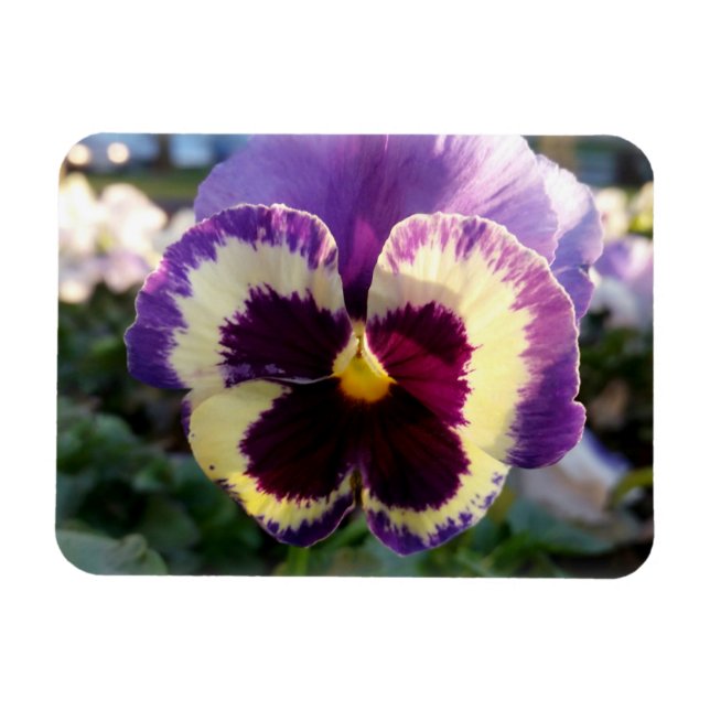 farbige Feder Pansy Magnet (Horizontal)