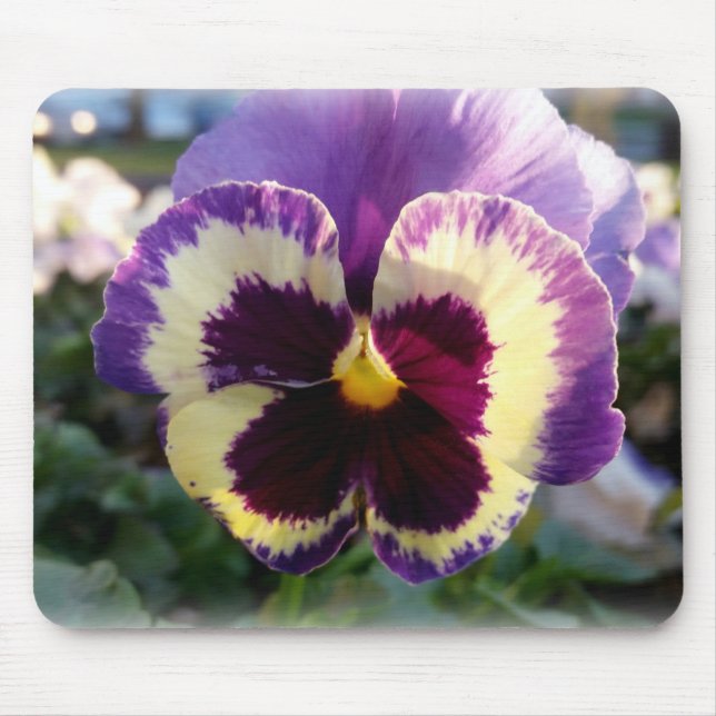 farbige Feder Pansy Mousepad (Vorne)
