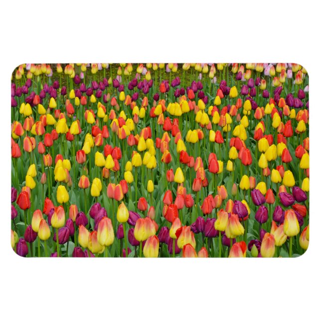 Farbige Federtulpen Druckmagnet Magnet (Horizontal)