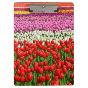 Farbige Federtulpen Klemmbrett