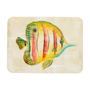 Farbige Fische Magnet