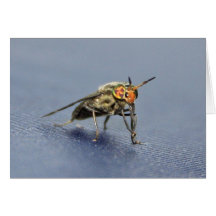 Farbige Fliege