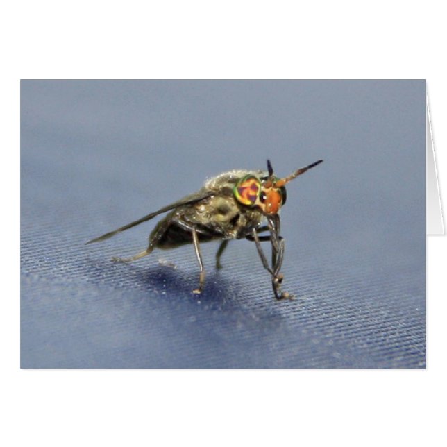 Farbige Fliege (Vorderseite (Horizontal))