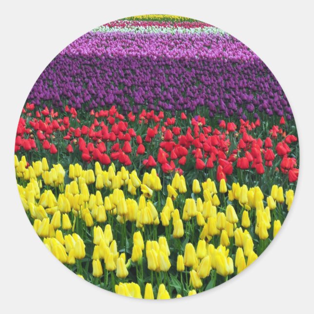 Farbige Frühlingstüppchen Runder Aufkleber (Vorderseite)