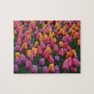 Farbige Frühlingtulips