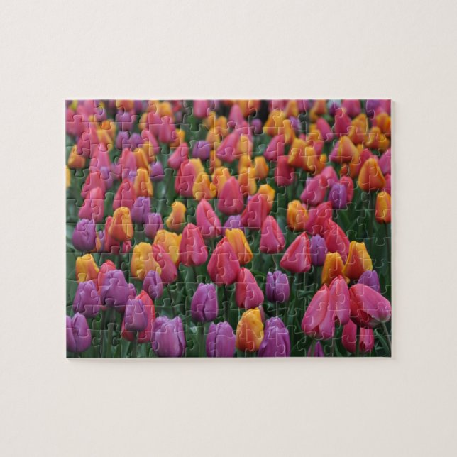 Farbige Frühlingtulips (Horizontal)