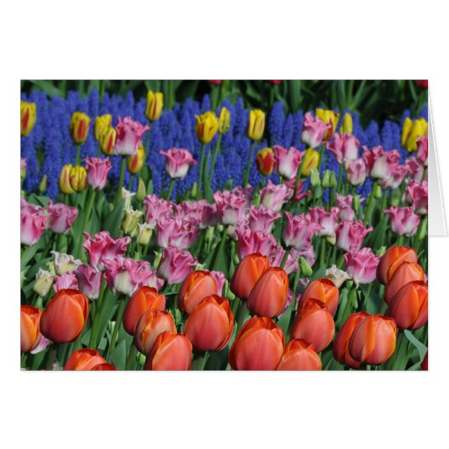 Farbige Frühlingtulips (Vorderseite (Horizontal))