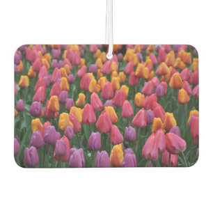 Farbige Frühlingtulips Autolufterfrischer