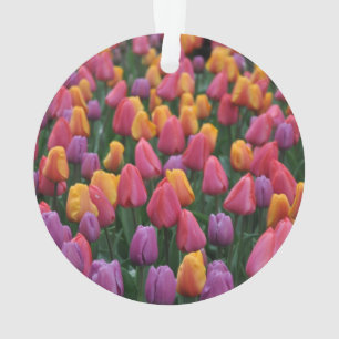 Farbige Frühlingtulips Ornament