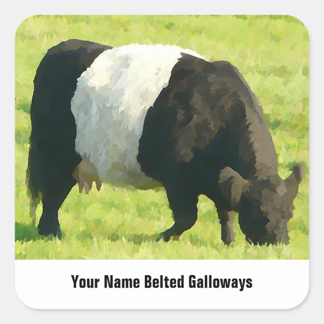 Farbige Galloway-Kuh im Feld Quadratischer Aufkleber (Vorderseite)