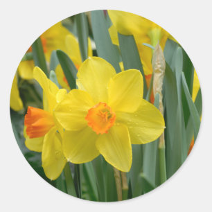 Farbige gelbe Narzissen-Blume Frühling Runder Aufkleber