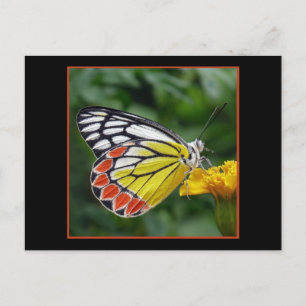 Farbige Gelbe Schmetterling Postkarte