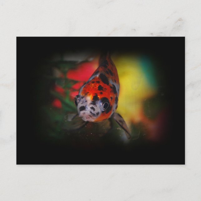 Farbige Goldfish Postkarte (Vorderseite)