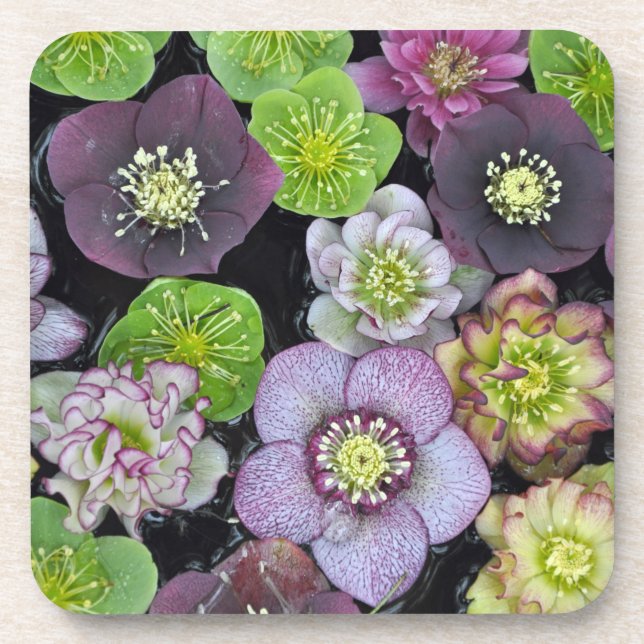 Farbige Hellebore-Blume Getränkeuntersetzer (Vorderseite)