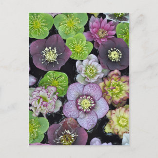 Farbige Hellebore-Blume Postkarte