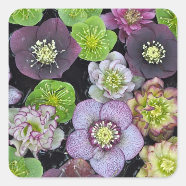 Farbige Hellebore-Blume Quadratischer Aufkleber (Vorderseite)
