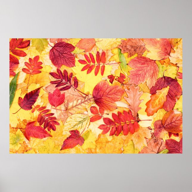 Farbige Herbstblätter. Baumgefallenes Laubmuster. Poster (Vorne)