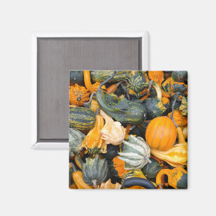 Farbige Herbstkürbisse und Zucchini Magnet