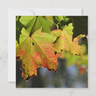 Farbige Herbstlaube