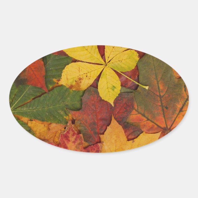 Farbige Herbstlaube Ovaler Aufkleber (Vorderseite)