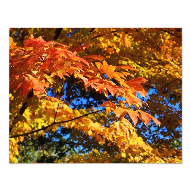 Farbige Herbstleaves Foto Poster (Vorne)