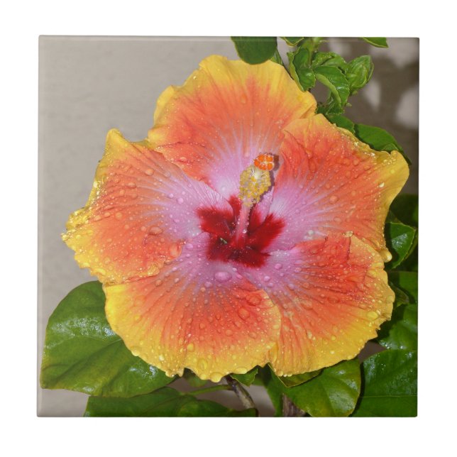 Farbige Hibiskus Blume Keramik Tile Fliese (Vorderseite)