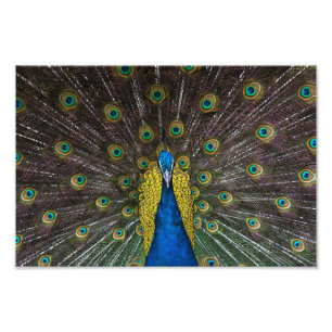Farbige indische Pfau-Schwanz-Federn im Vorderteil Fotodruck