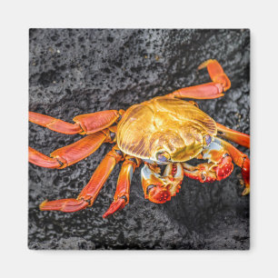 Farbige Krabbe in Galapagos-Insel, Ecuador Magnet