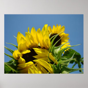Farbige Kunstwerke Helle gelbe Sonnenblumen Himmel Poster