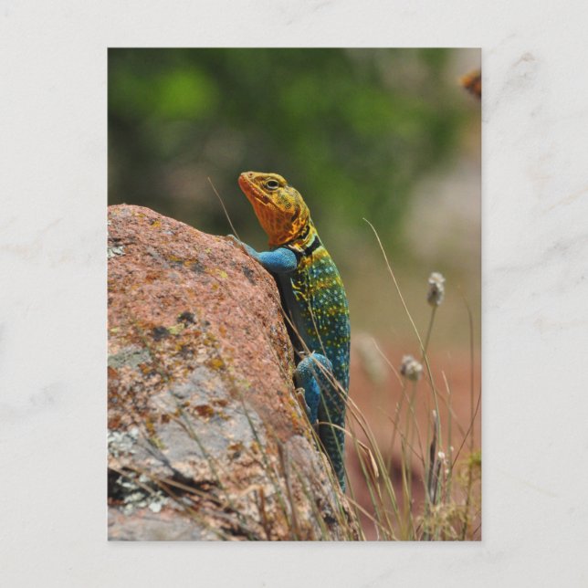 Farbige Lizard Postkarte (Vorderseite)