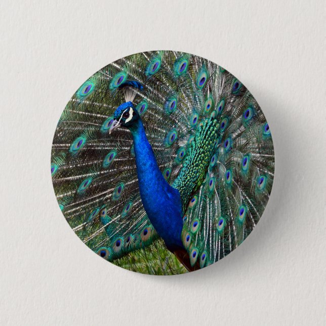 Farbige männliche Pfau Button (Vorderseite)