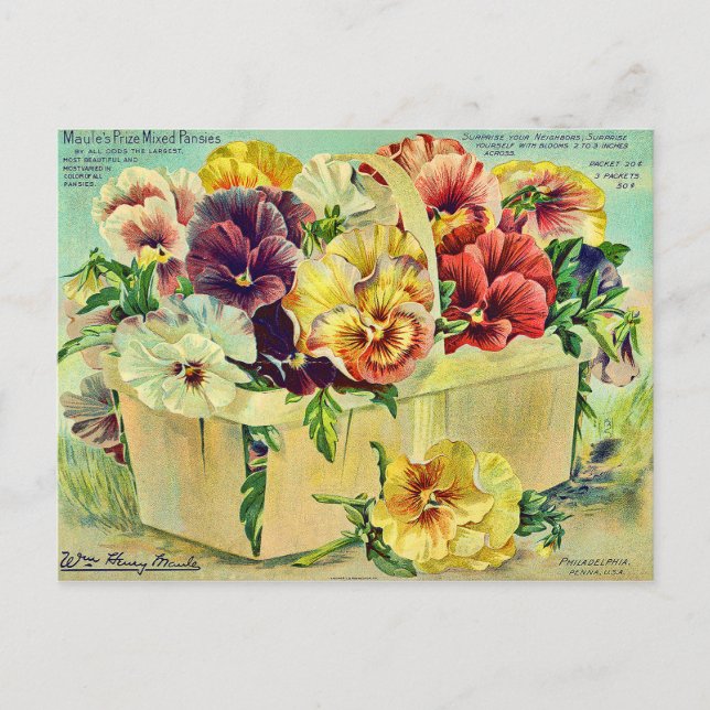 Farbige Pansy-Blume Vintage Saatpackabdeckung Postkarte (Vorderseite)